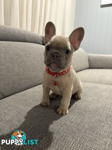 French Bulldog puppies
