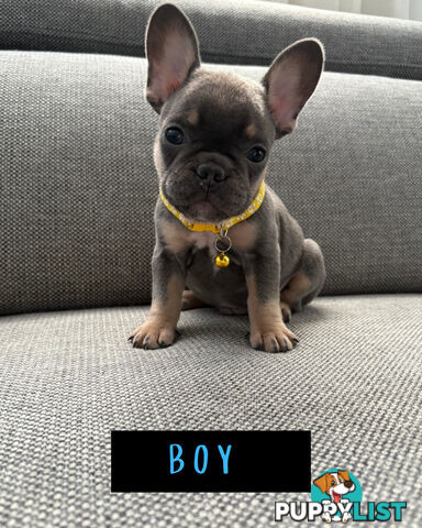 French Bulldog puppies