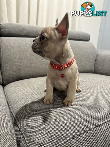 French Bulldog puppies