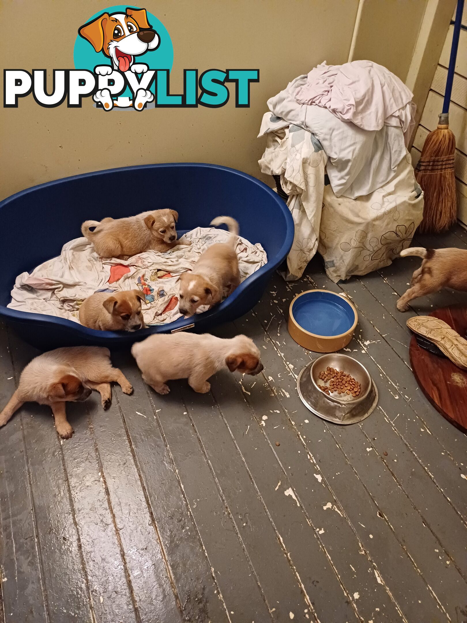 Stumpytailed cattledog pups