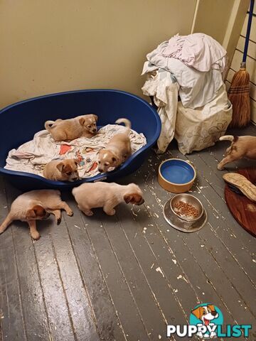 Stumpytailed cattledog pups