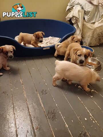 Stumpytailed cattledog pups