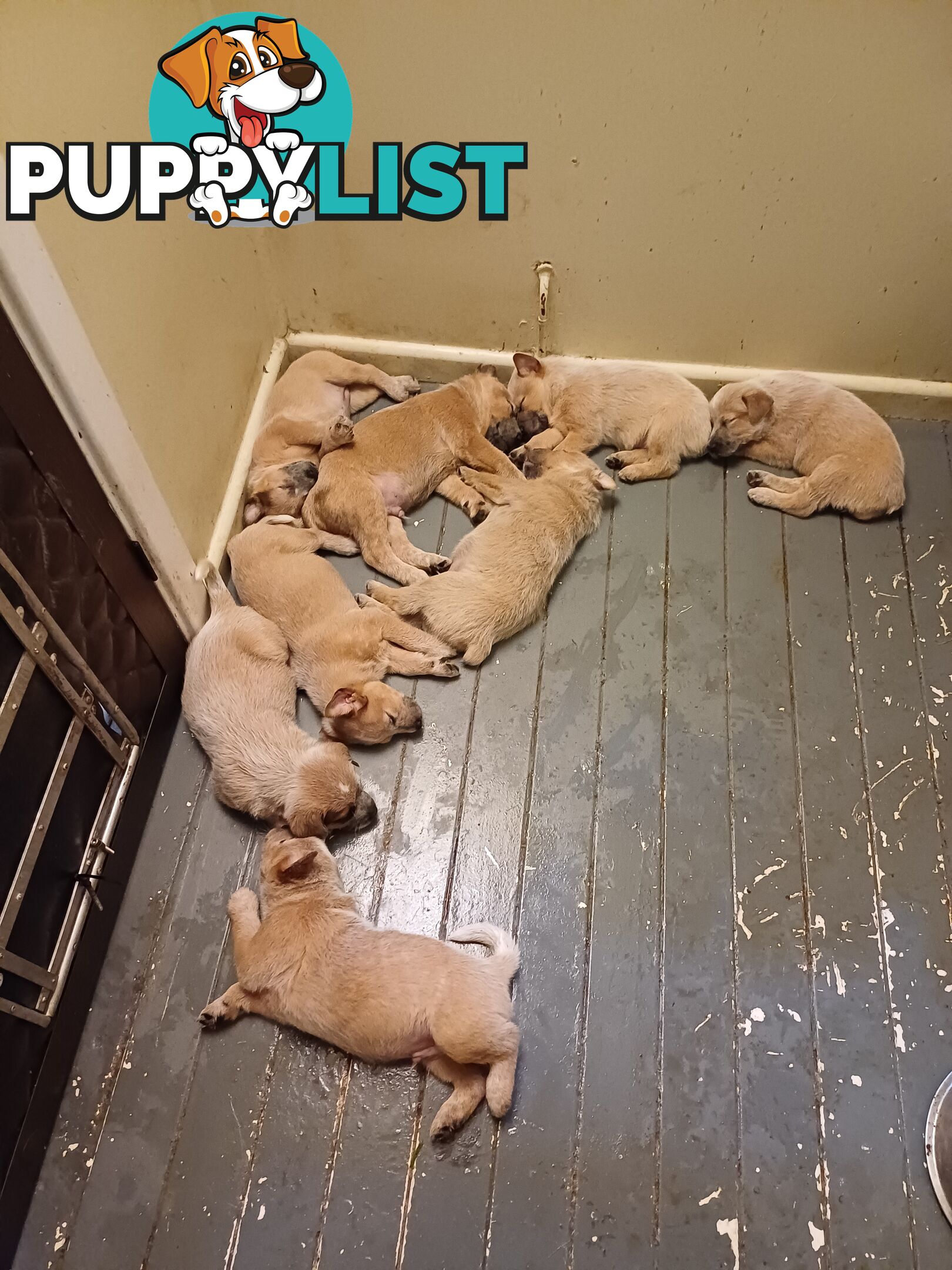 Stumpytailed cattledog pups