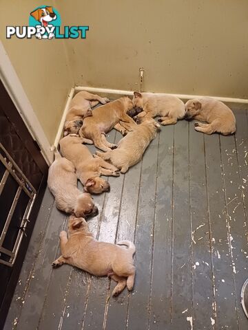 Stumpytailed cattledog pups