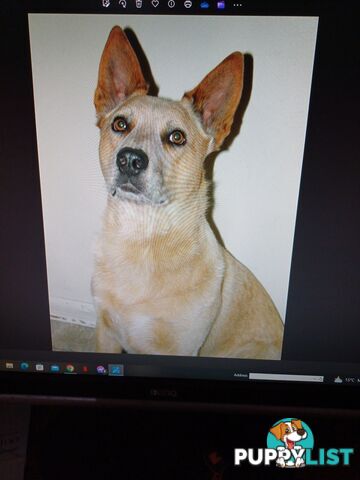 Stumpytailed cattledog pups