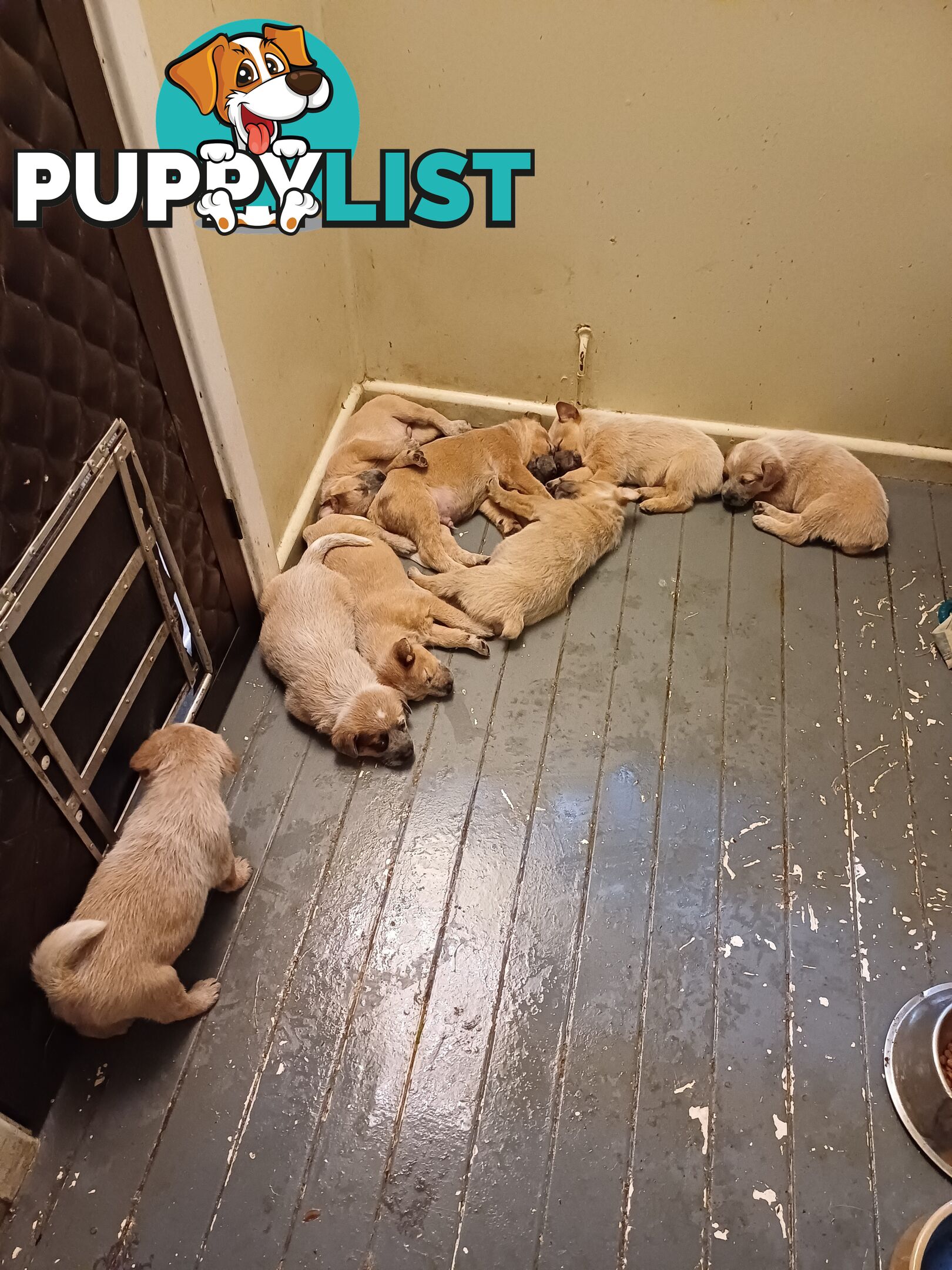 Stumpytailed cattledog pups