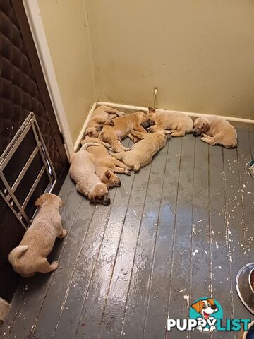 Stumpytailed cattledog pups