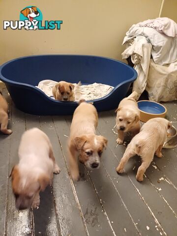 Stumpytailed cattledog pups