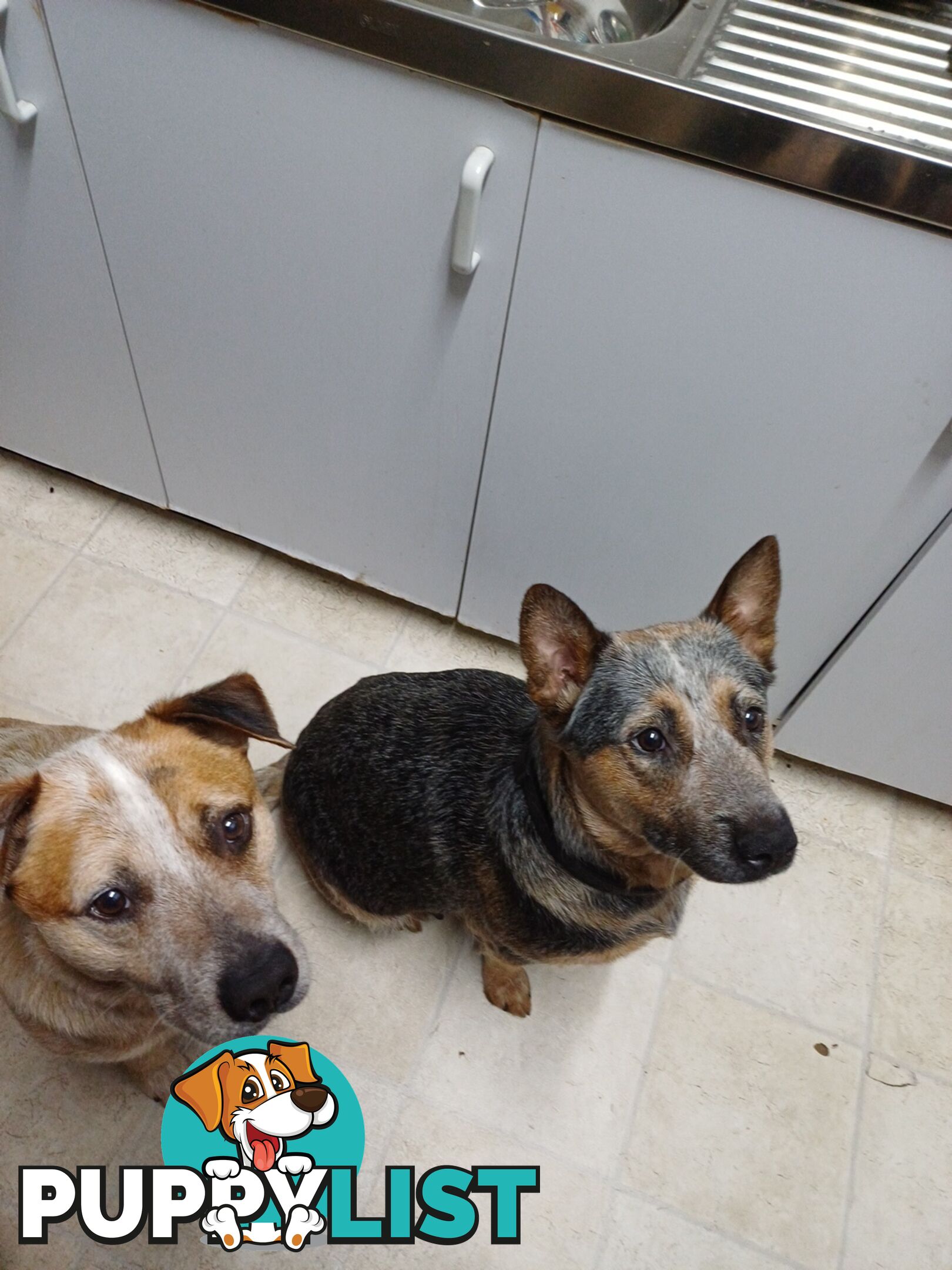 Stumpytailed cattledog pups