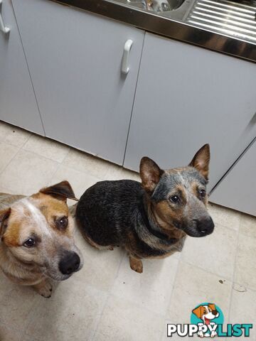 Stumpytailed cattledog pups