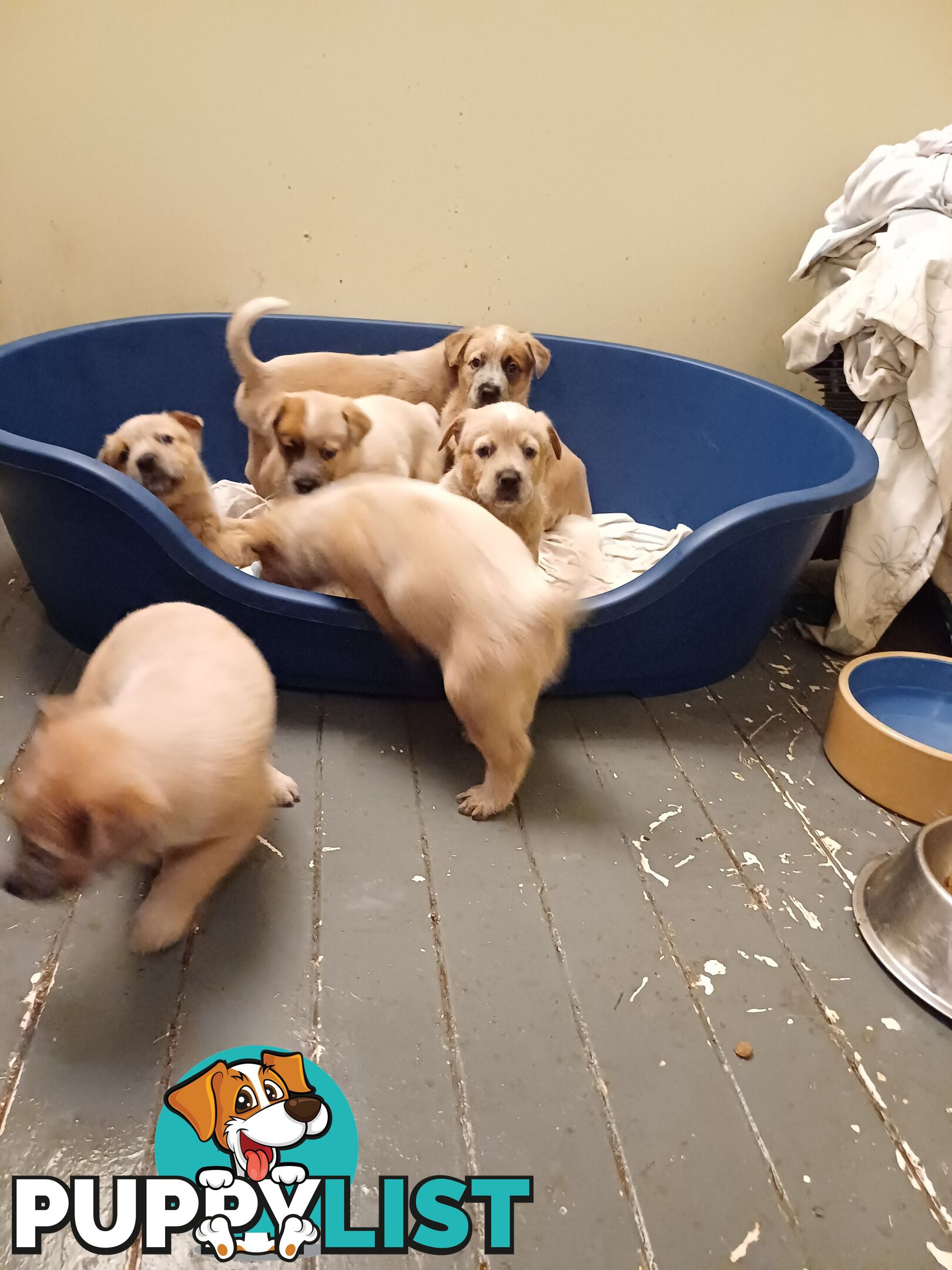 Stumpytailed cattledog pups