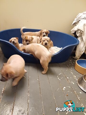 Stumpytailed cattledog pups