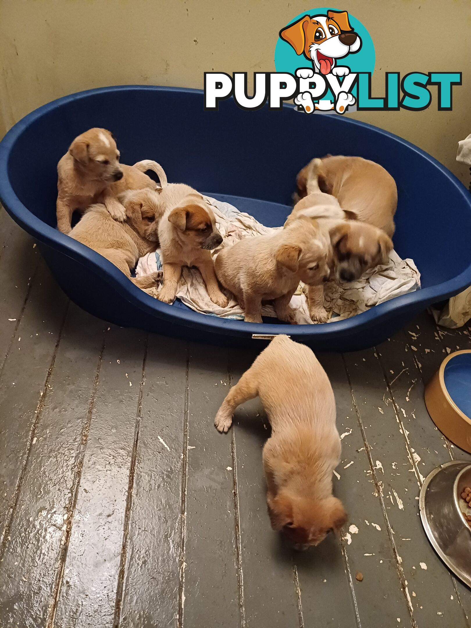 Stumpytailed cattledog pups