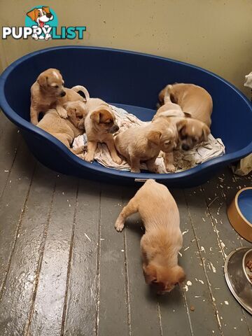 Stumpytailed cattledog pups