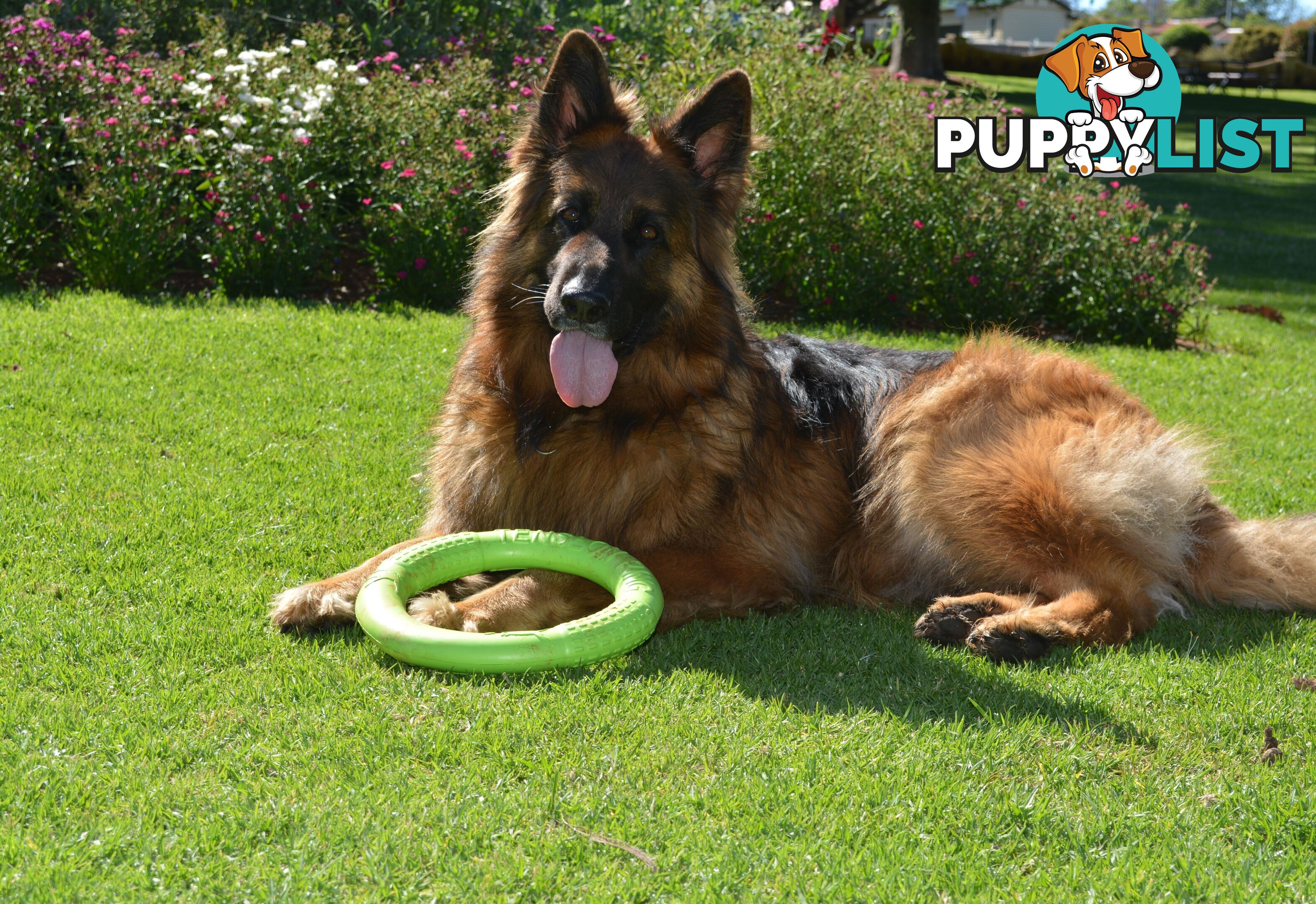 German Shepherd Puppies (Long Stock Pedigree)
