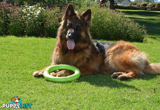 German Shepherd Puppies (Long Stock Pedigree)
