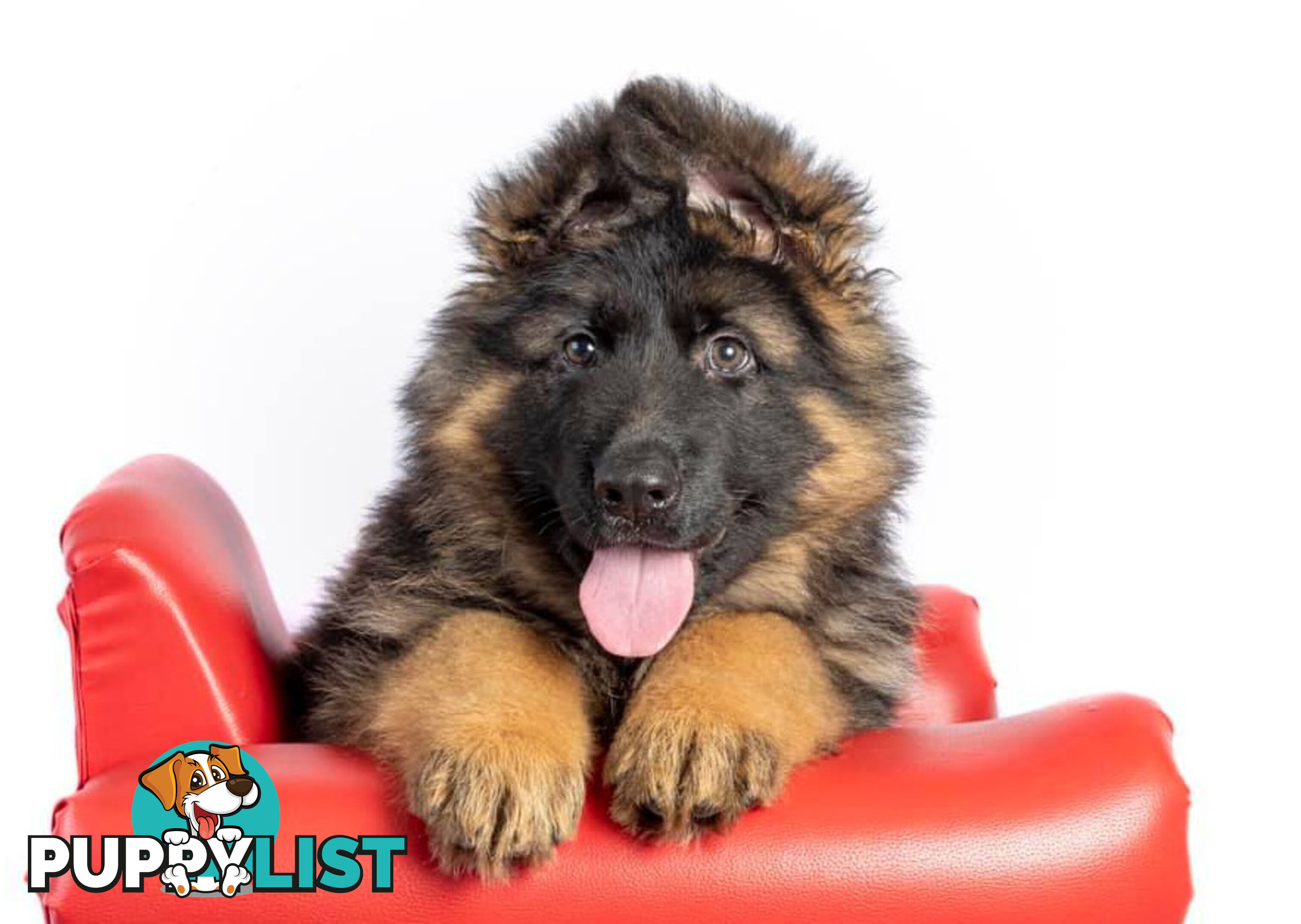 German Shepherd Puppies (Long Stock Pedigree)