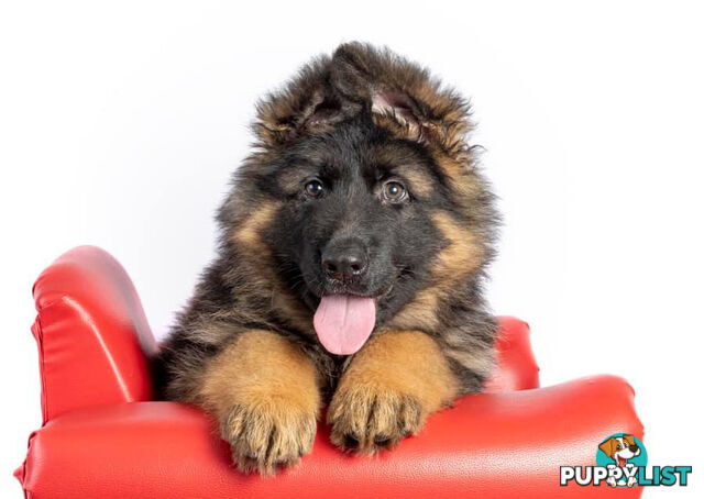 German Shepherd Puppies (Long Stock Pedigree)