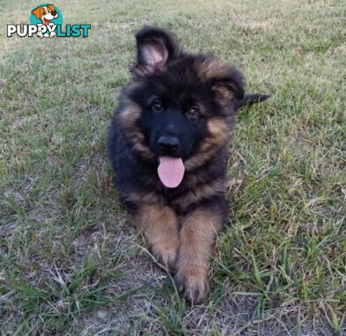 German Shepherd Puppies (Long Stock Pedigree)