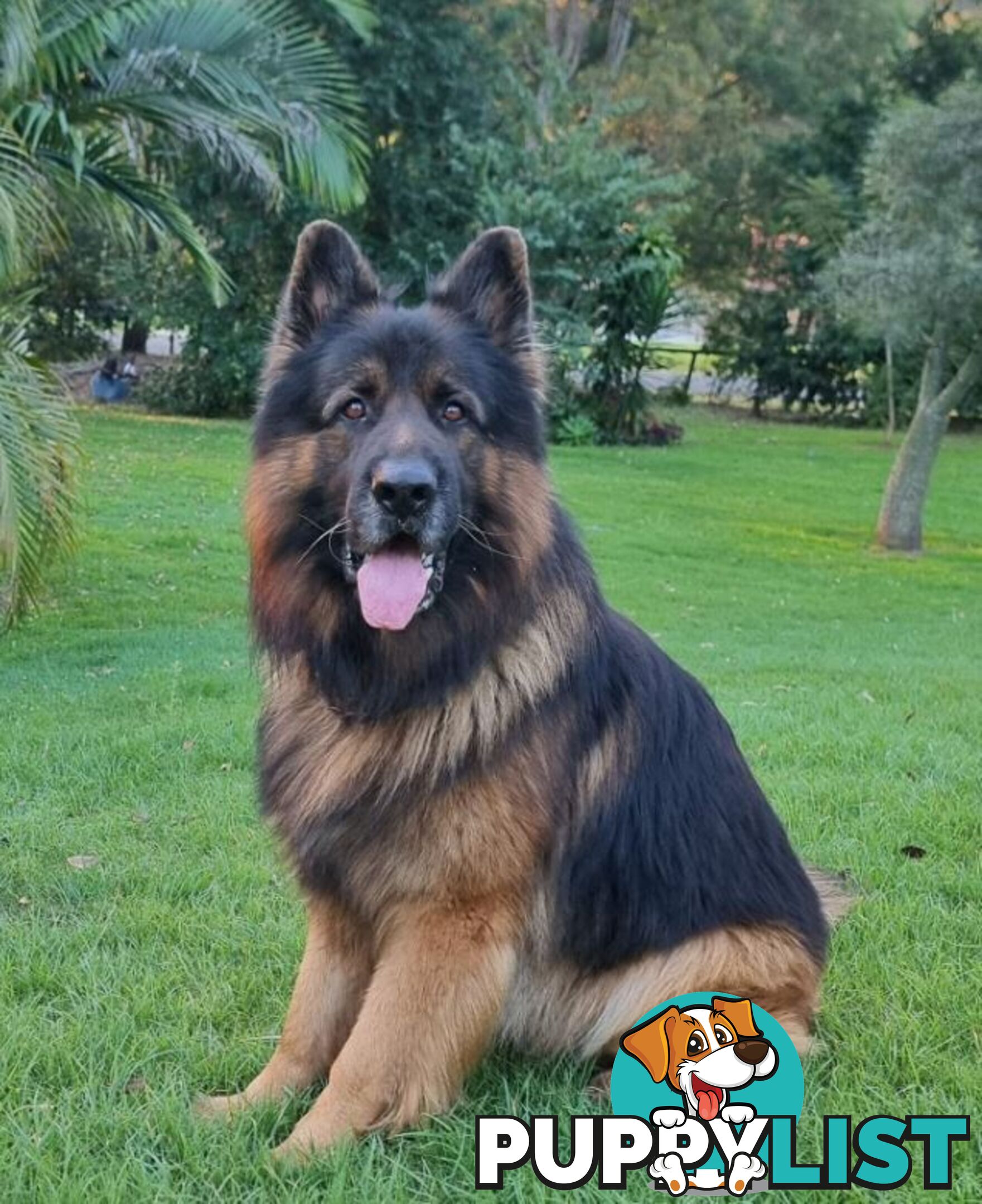 German Shepherd Puppies (Long Stock Pedigree)