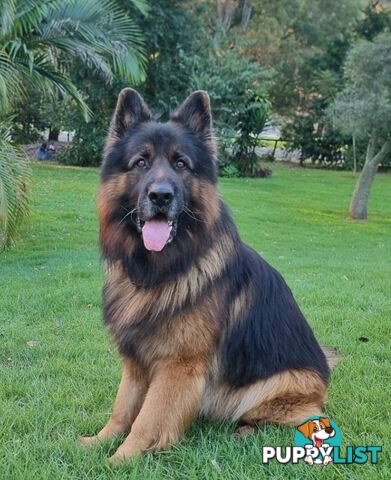 German Shepherd Puppies (Long Stock Pedigree)