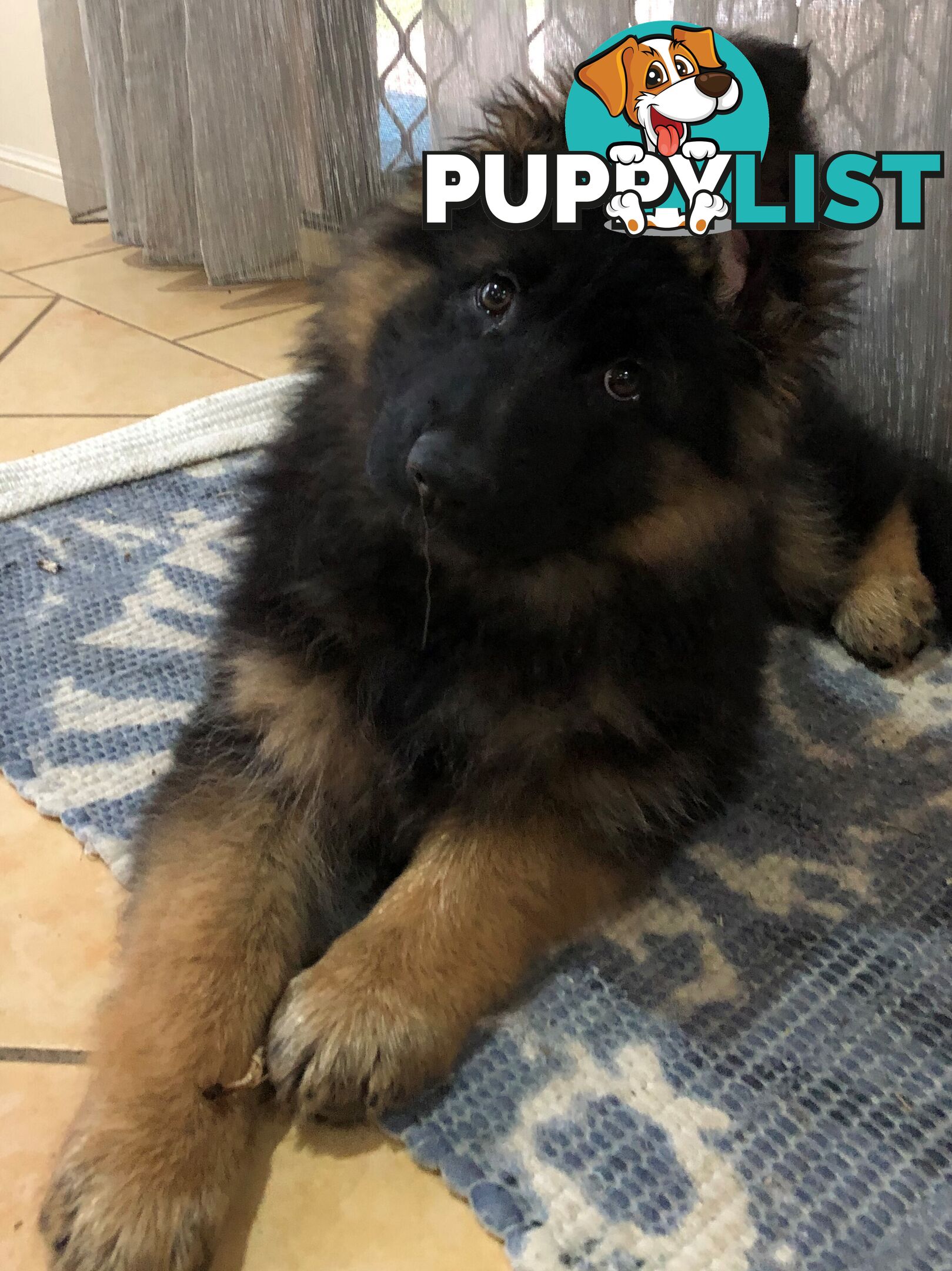 German Shepherd Puppies (Long Stock Pedigree)