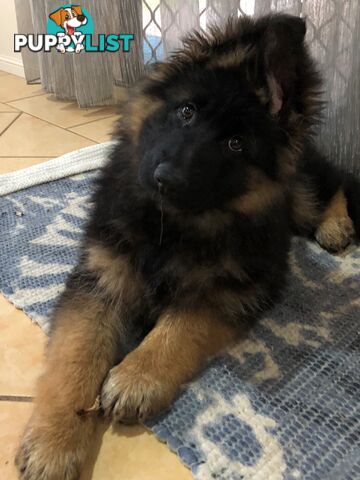 German Shepherd Puppies (Long Stock Pedigree)