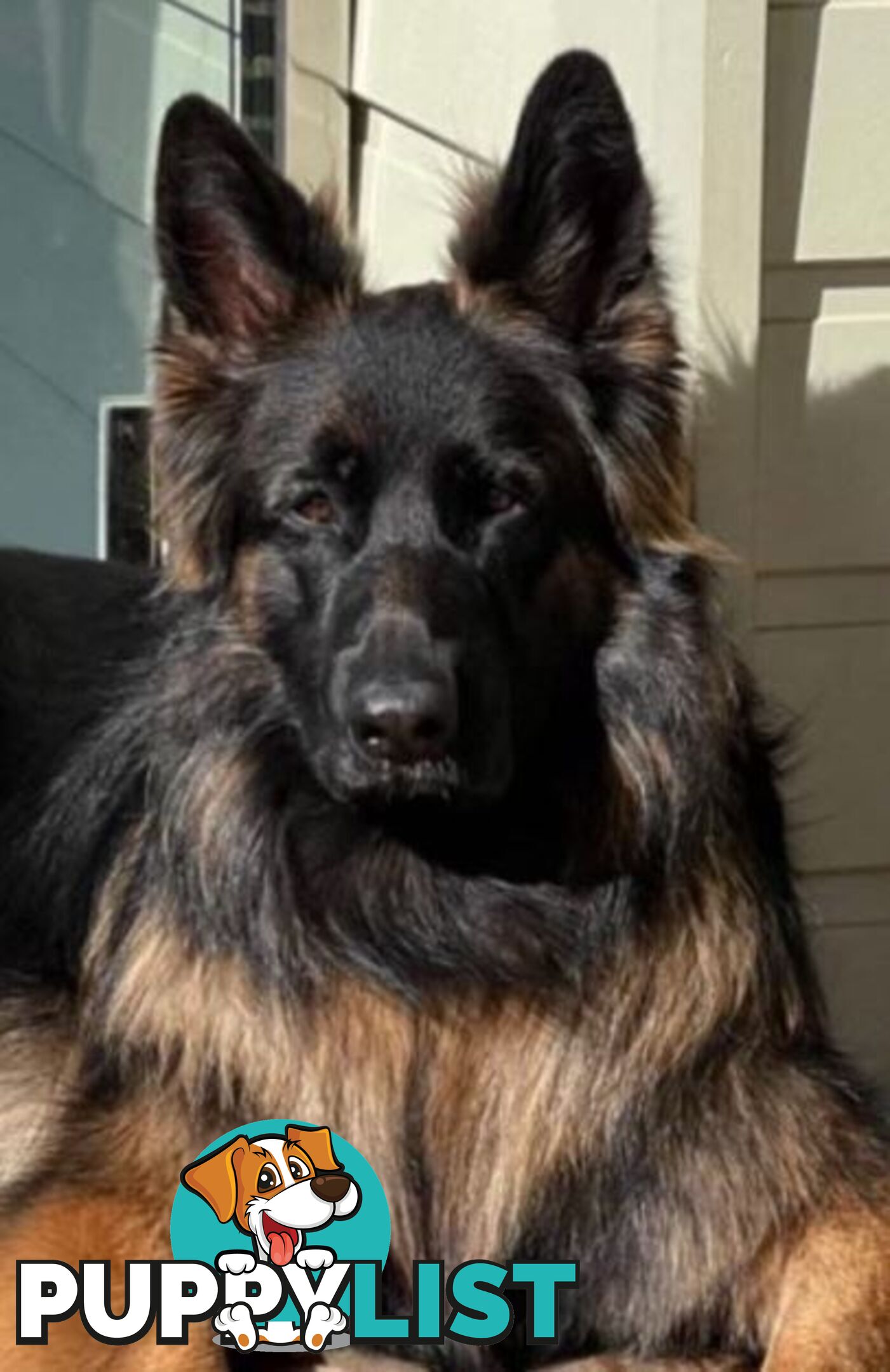 German Shepherd Puppies (Long Stock Pedigree)