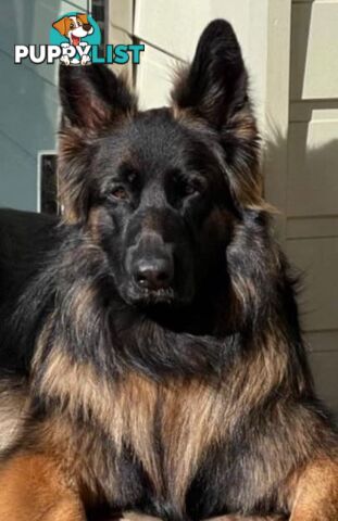 German Shepherd Puppies (Long Stock Pedigree)