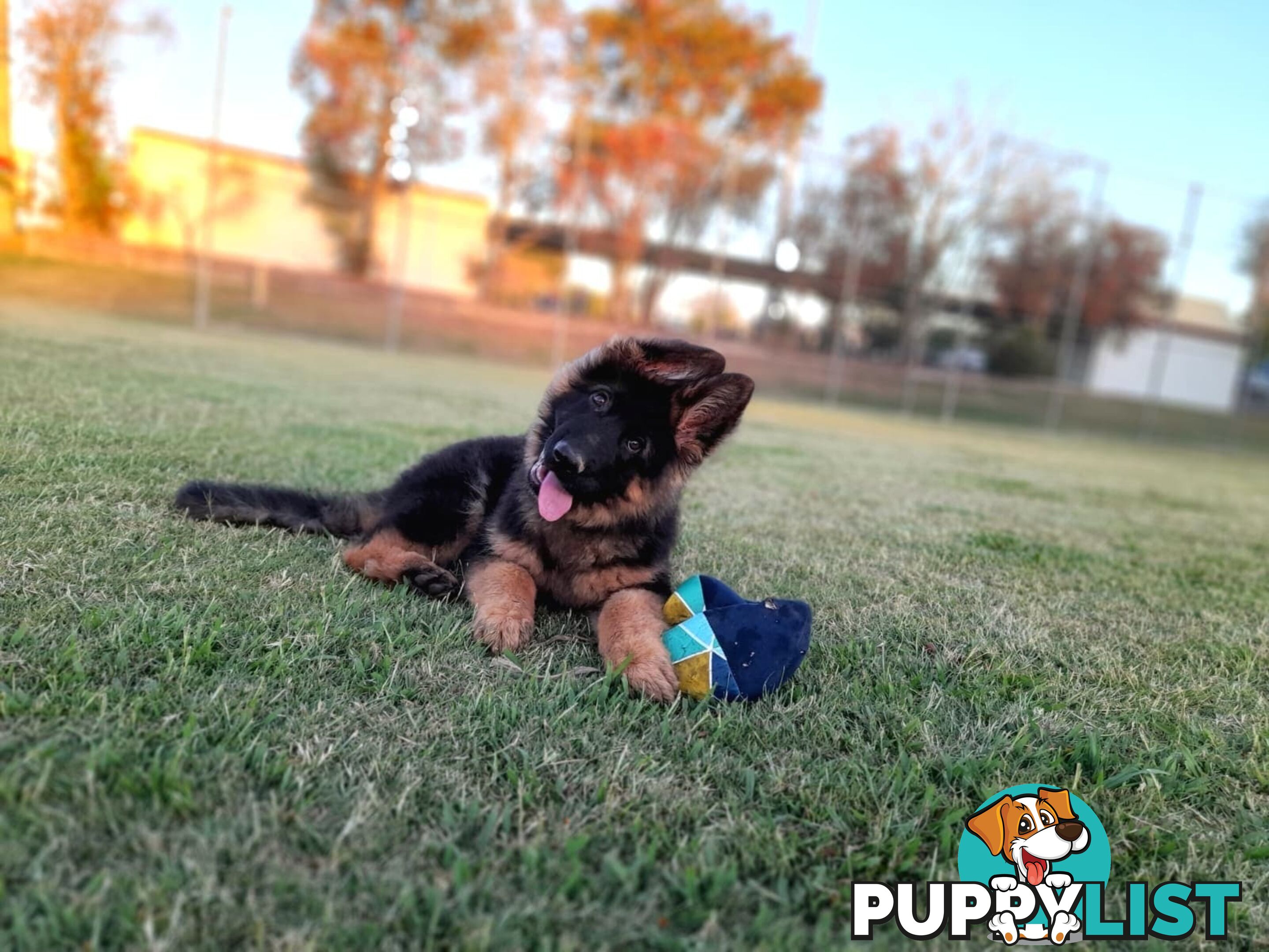German Shepherd Puppies (Long Stock Pedigree)