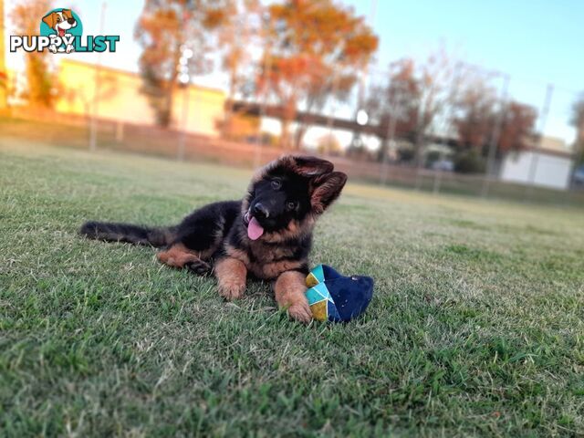 German Shepherd Puppies (Long Stock Pedigree)