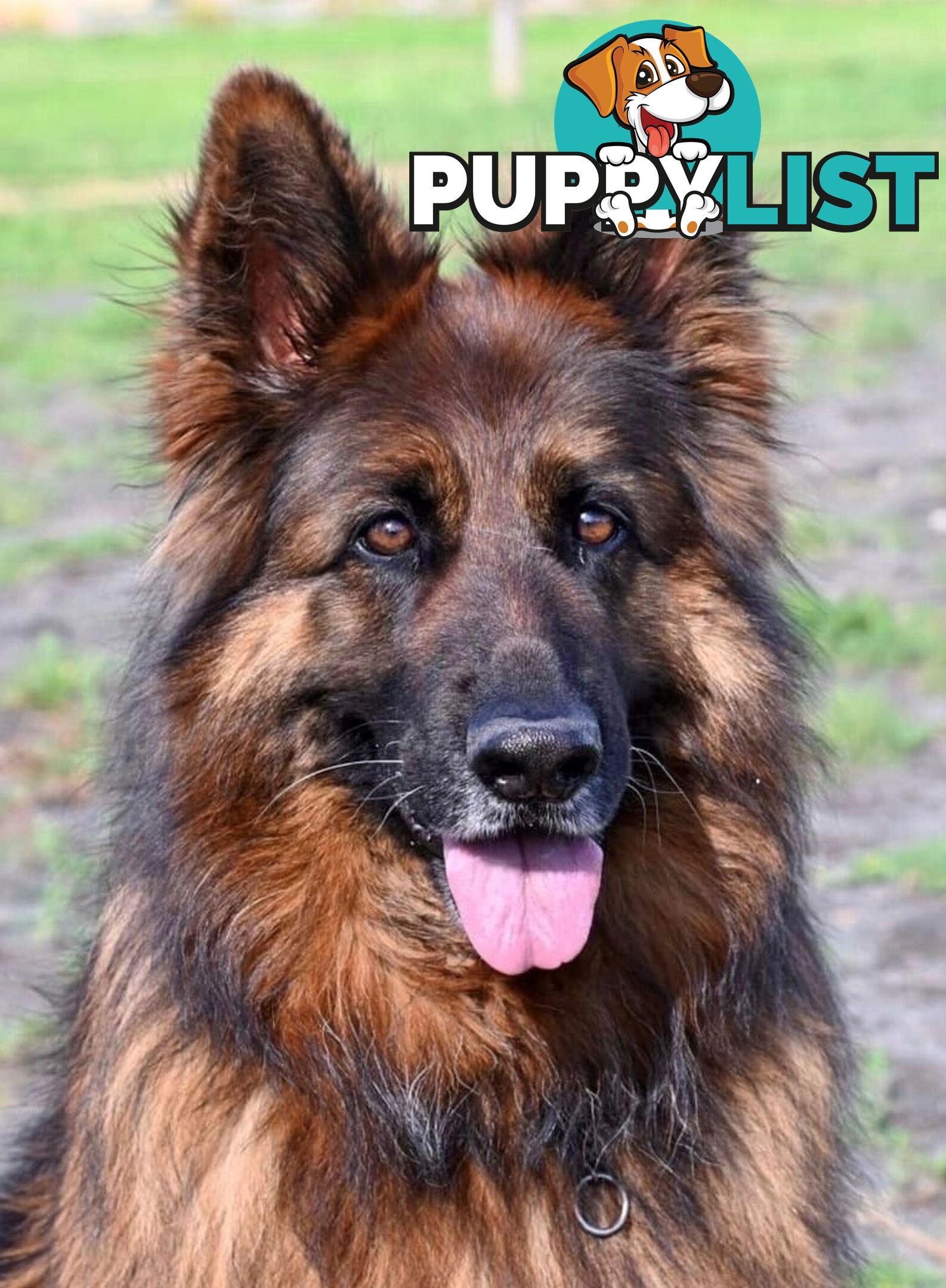 German Shepherd Puppies (Long Stock Pedigree)