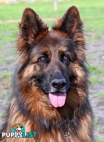 German Shepherd Puppies (Long Stock Pedigree)