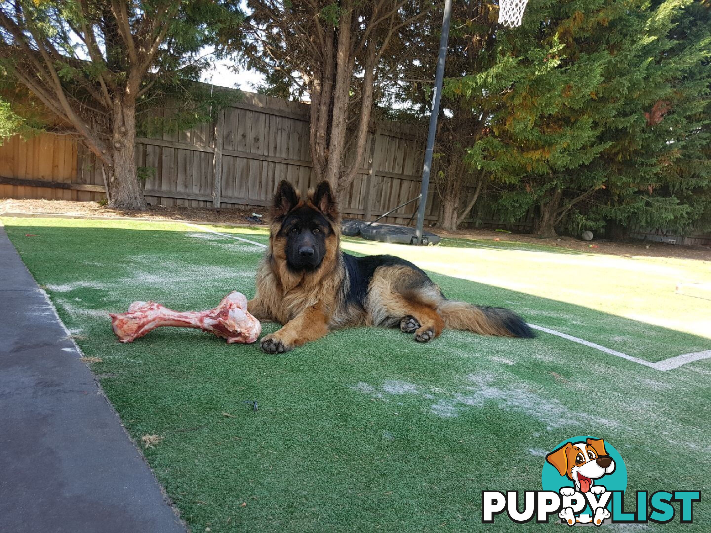 German Shepherd Puppies (Long Stock Pedigree)