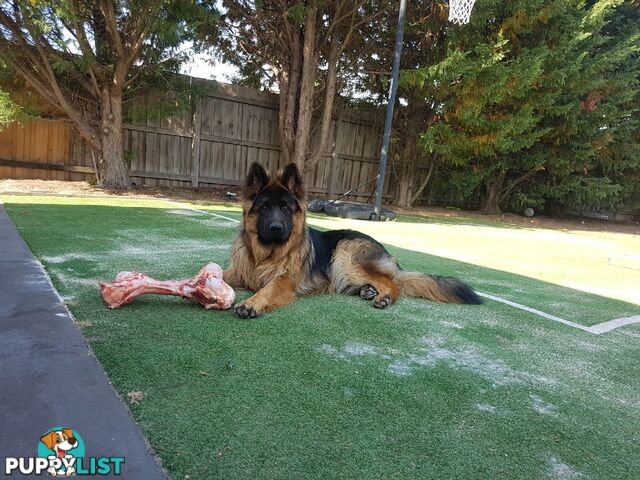 German Shepherd Puppies (Long Stock Pedigree)