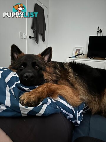 German Shepherd Puppies (Long Stock Pedigree)