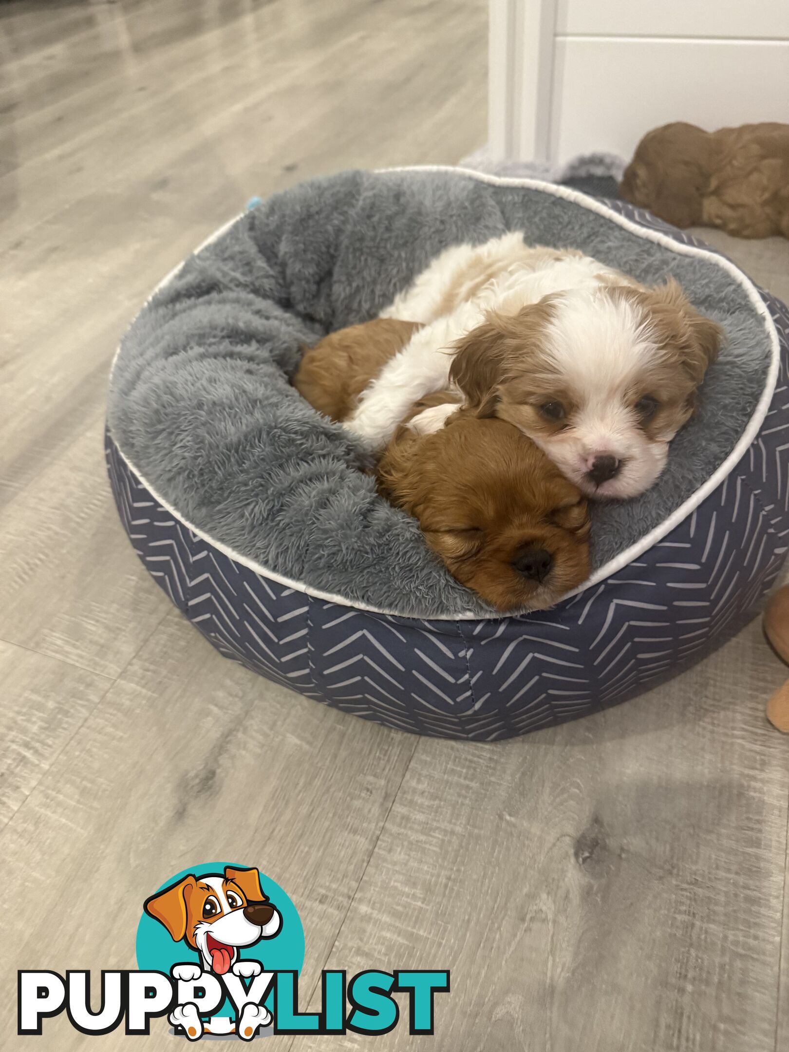 Purebred Cavalier King Charles Spaniel puppies ready for your loving home!