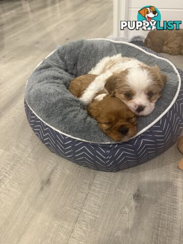 Purebred Cavalier King Charles Spaniel puppies ready for your loving home!