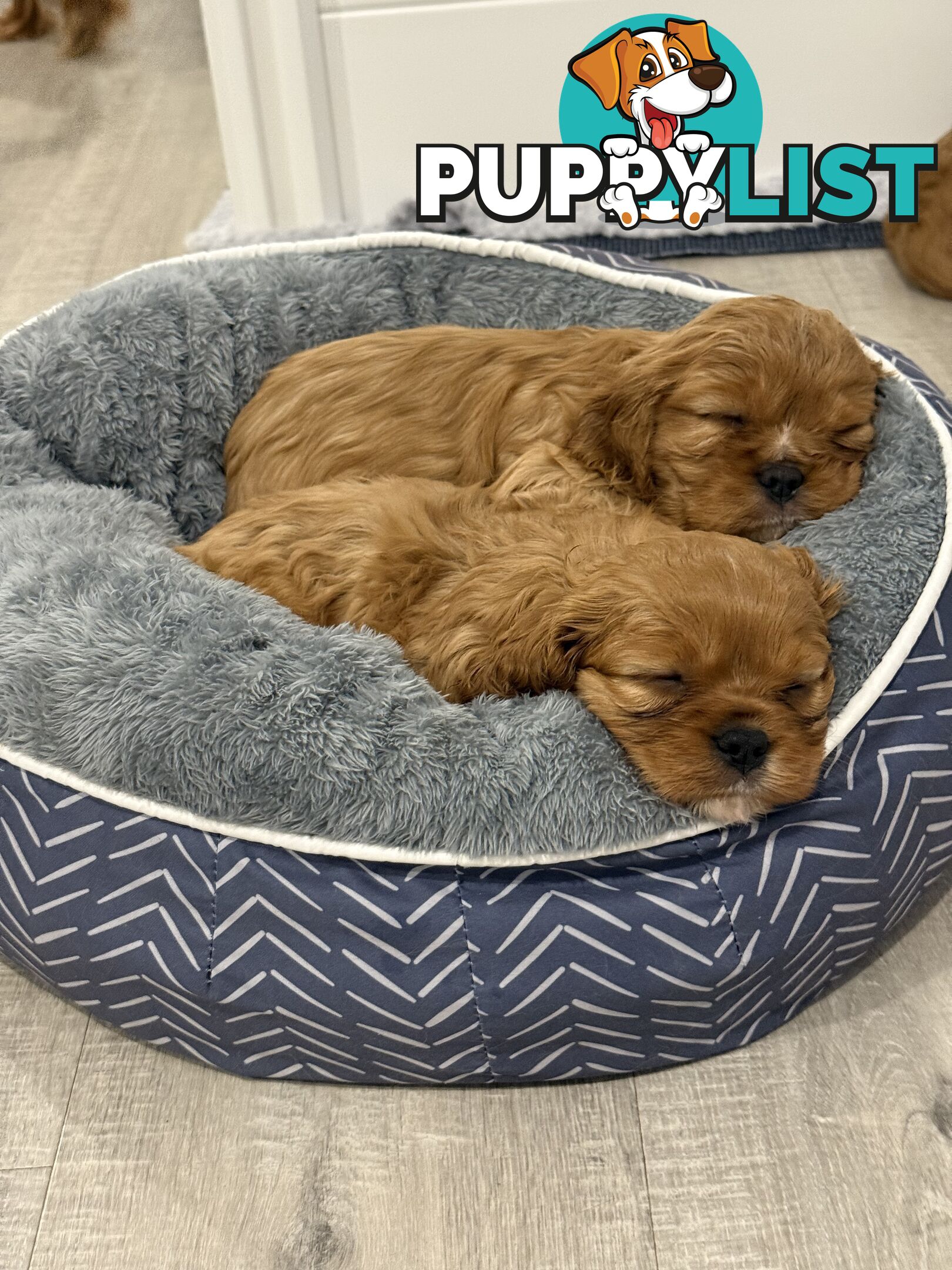 Purebred Cavalier King Charles Spaniel puppies ready for your loving home!
