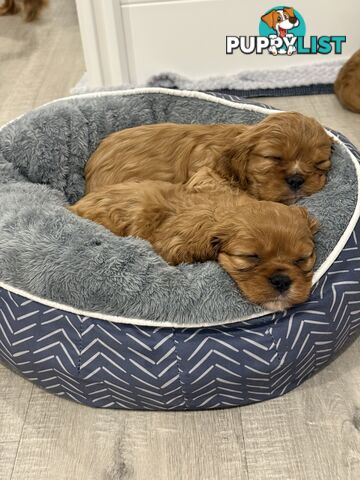 Purebred Cavalier King Charles Spaniel puppies ready for your loving home!