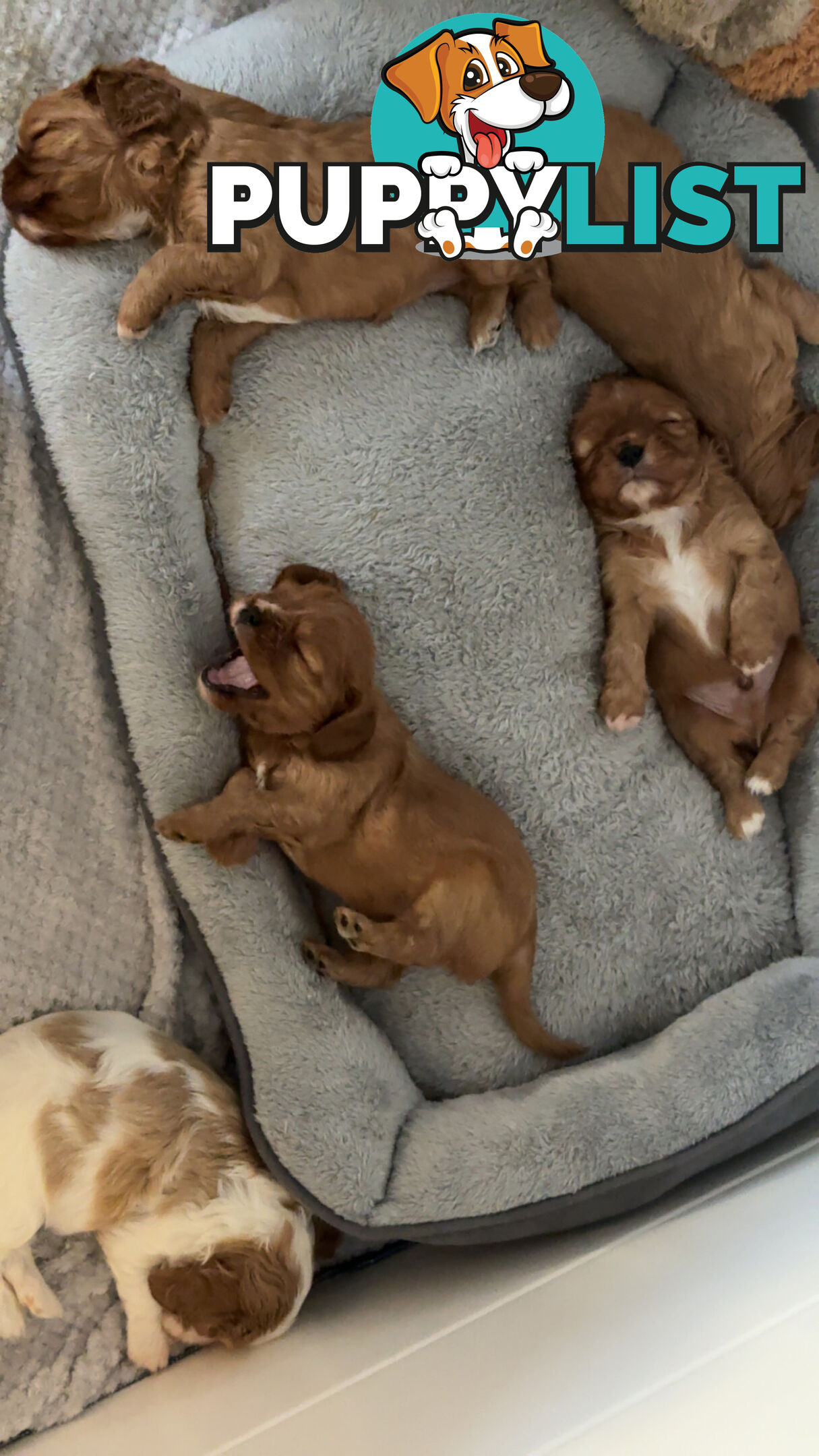 Purebred Cavalier King Charles Spaniel puppies ready for your loving home!