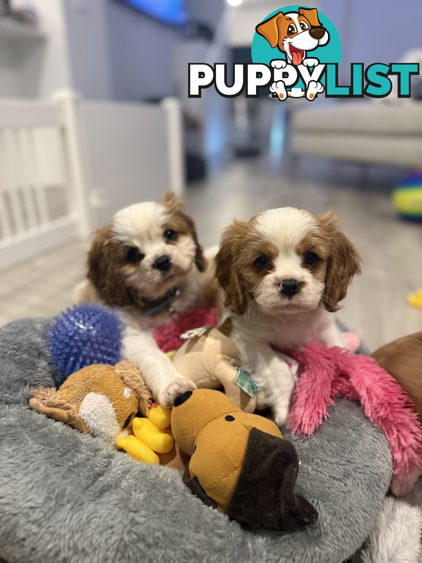 Purebred Cavalier King Charles Spaniel puppies ready for your loving home!