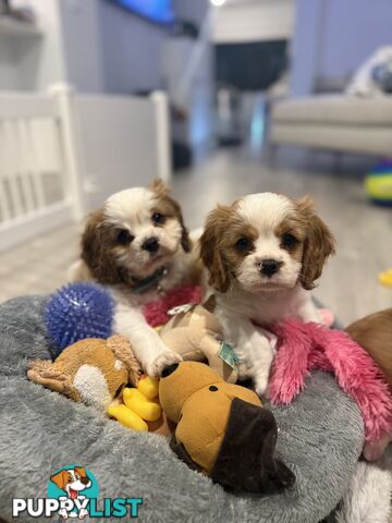Purebred Cavalier King Charles Spaniel puppies ready for your loving home!
