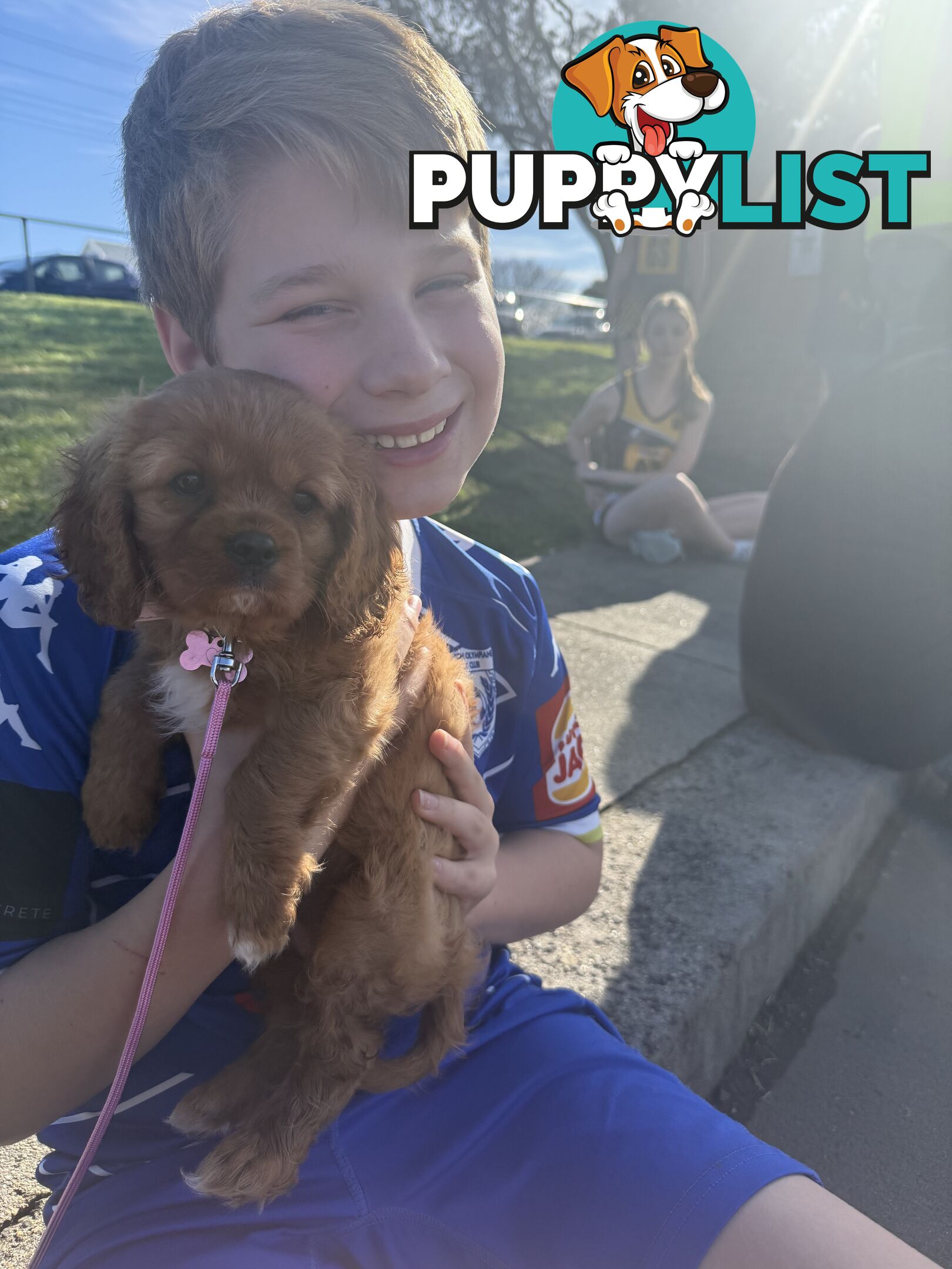 Purebred Cavalier King Charles Spaniel puppies ready for your loving home!