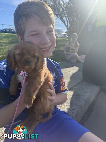 Purebred Cavalier King Charles Spaniel puppies ready for your loving home!