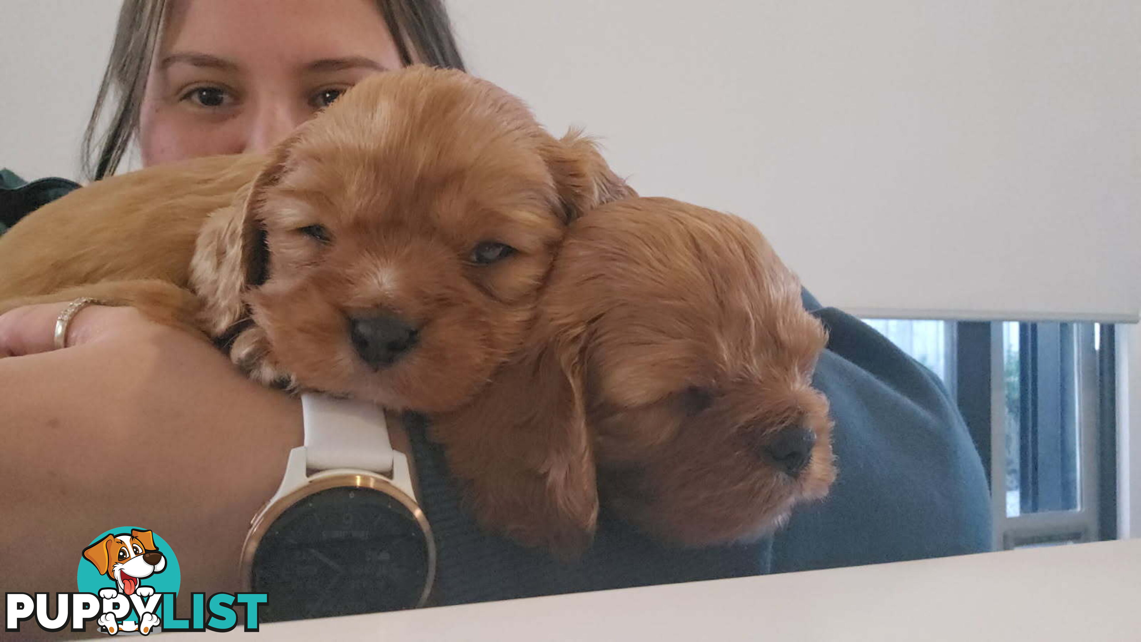 Purebred Cavalier King Charles Spaniel puppies ready for your loving home!