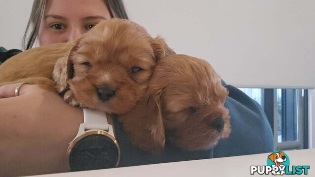 Purebred Cavalier King Charles Spaniel puppies ready for your loving home!