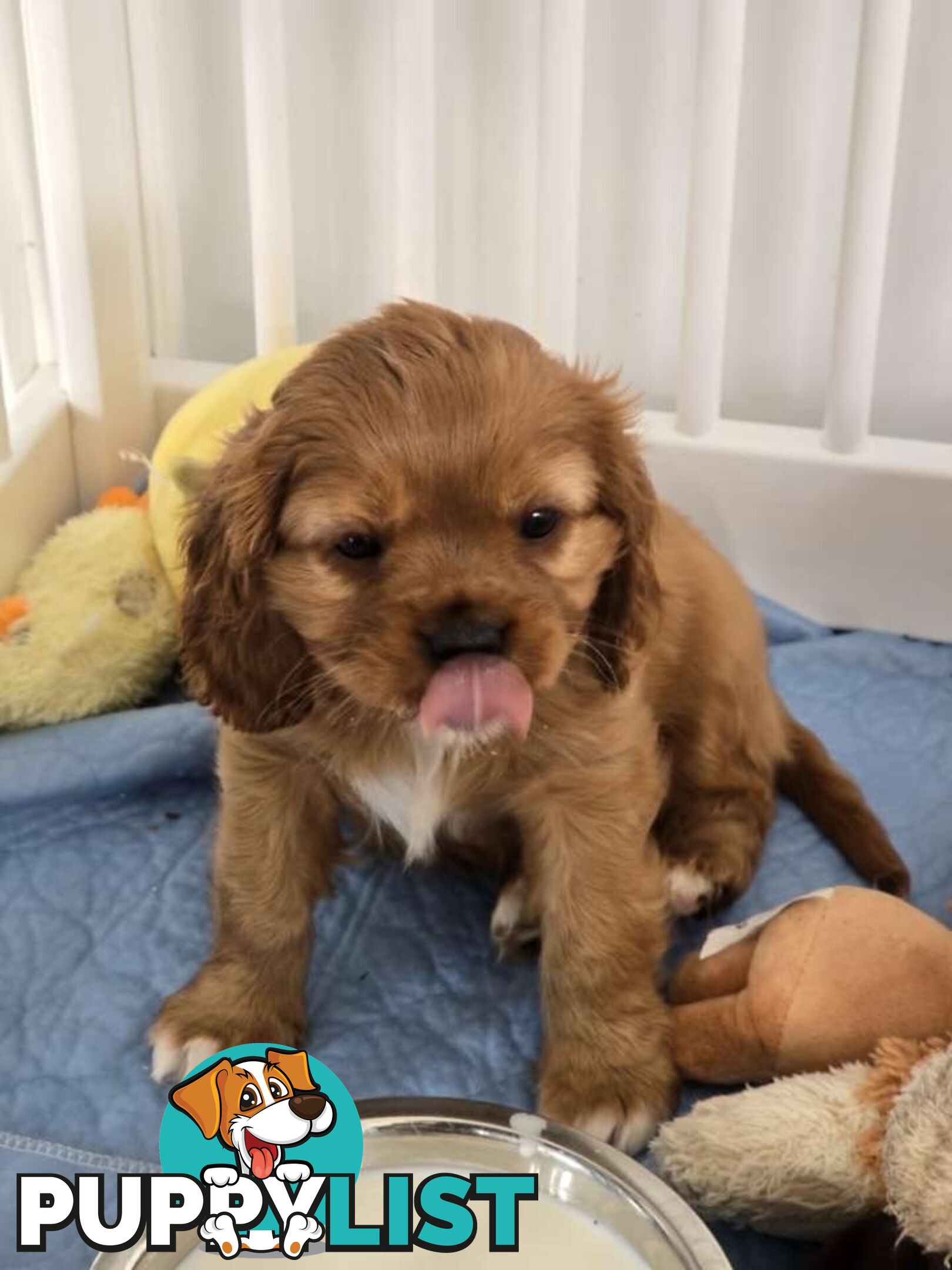 Purebred Cavalier King Charles Spaniel puppies ready for your loving home!