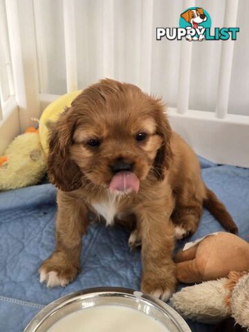 Purebred Cavalier King Charles Spaniel puppies ready for your loving home!