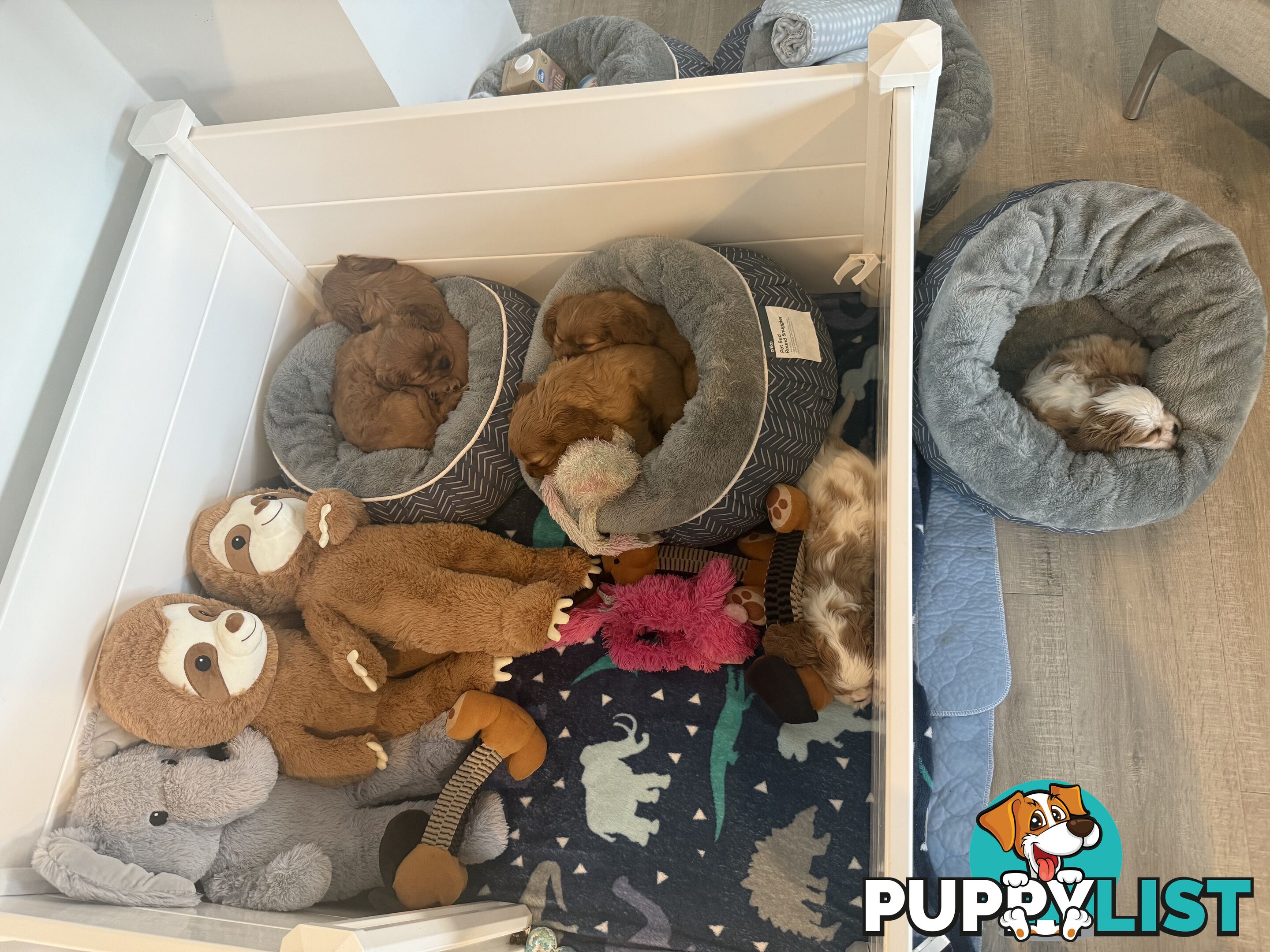 Purebred Cavalier King Charles Spaniel puppies ready for your loving home!